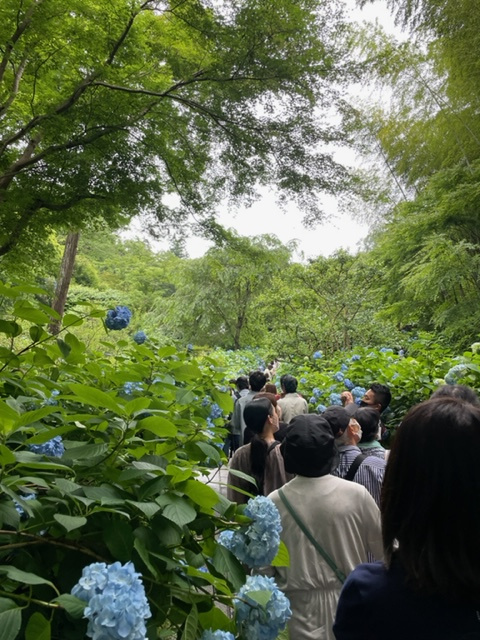 あじさい寺の画像