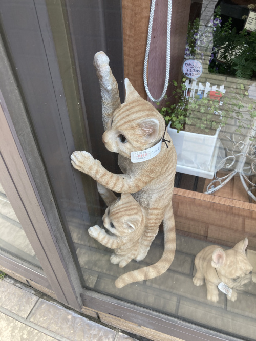 もうすぐ梅雨に入ります(´;ω;｀)の画像