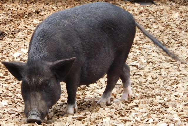 賃貸物件でも飼えるペット！ミニブタを飼いたい場合はどうすべき？の画像