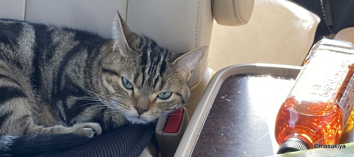 激オコネコの画像