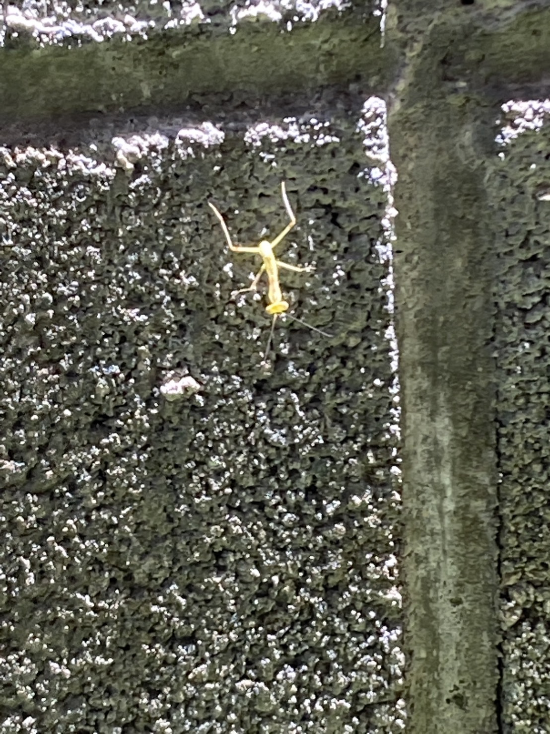 珍しいものを連続して見た一週間♪の画像