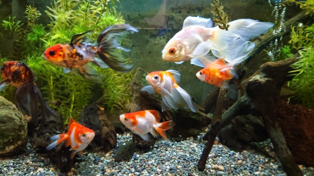 ペット不可の賃貸物件でも熱帯魚は飼える？注意点についても解説