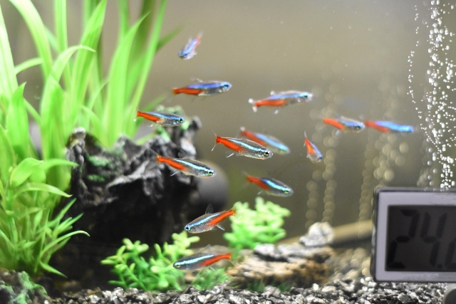 ペット不可の賃貸物件でも熱帯魚は飼える？飼育上の注意点を解説の画像