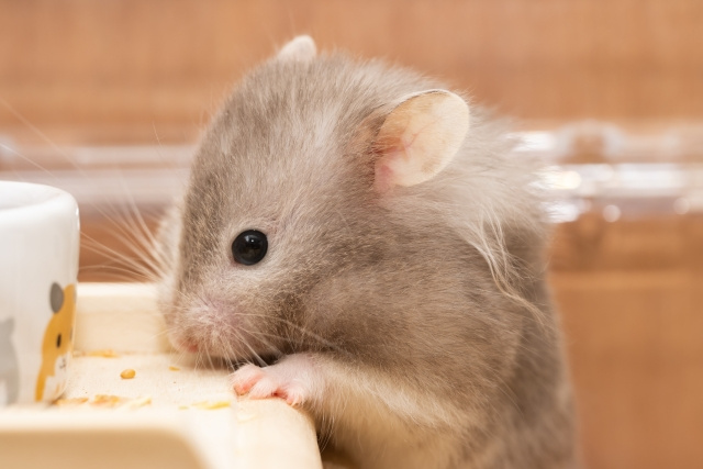 ペット不可の賃貸物件が多い理由は？交渉次第では飼える？