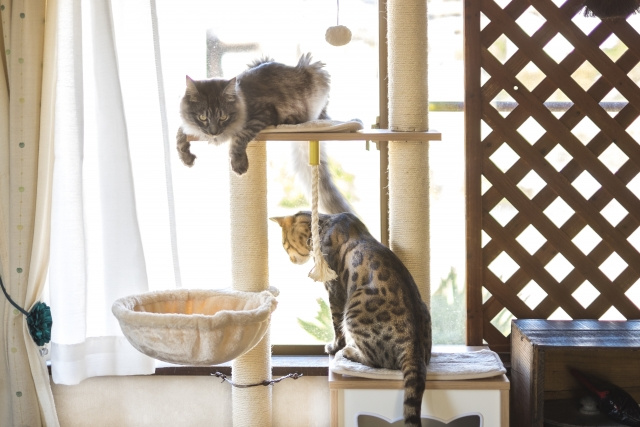 ペット共生型賃貸物件の特性とメリットやその設備をご紹介の画像