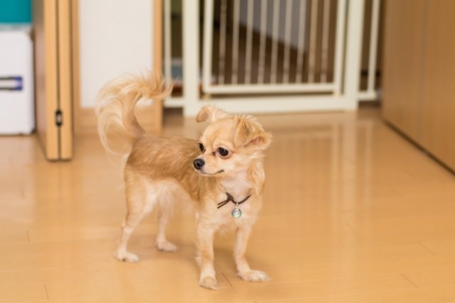 ペット共生型賃貸物件とは？住むメリットや設備も解説！