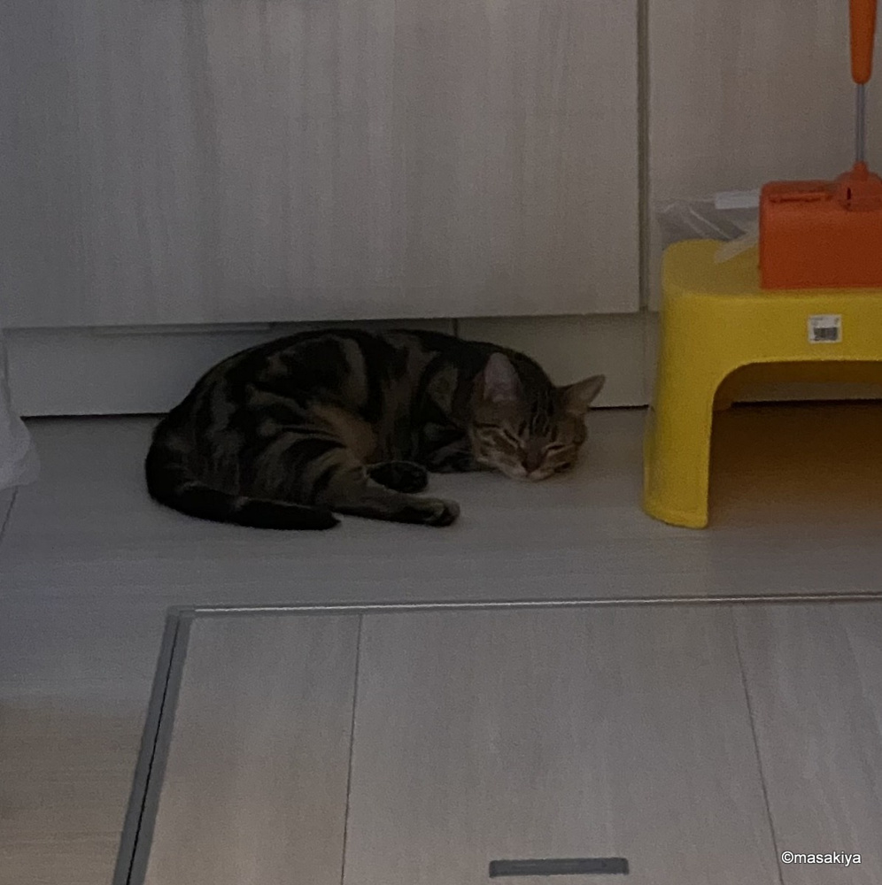 夏の画像