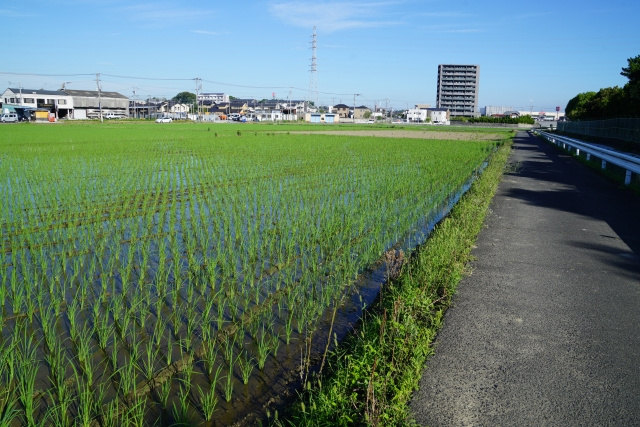 農地が売りづらい理由とは？農地を売却する方法や流れもご紹介の画像