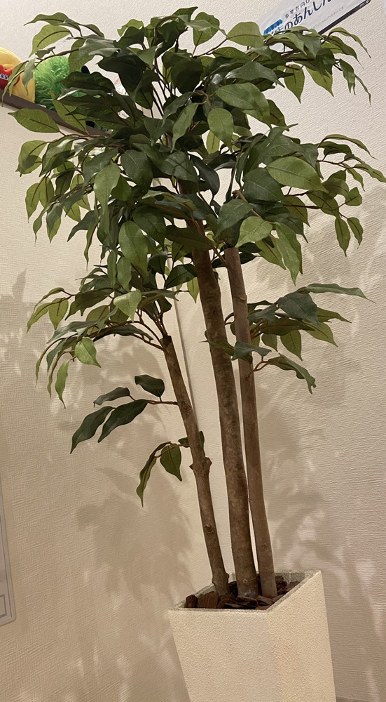 観葉植物の勧め～名古屋My賃貸～の画像