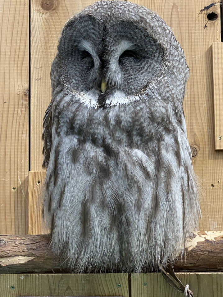 伊豆シャボテン公園の画像