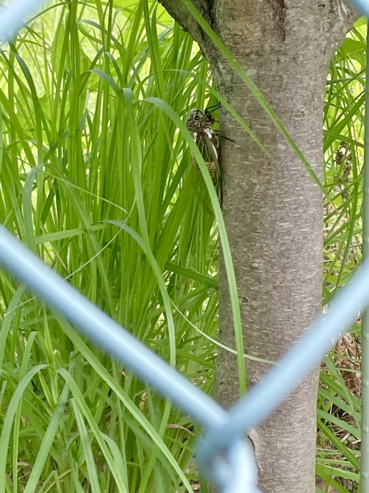久しぶりの大雨ですね、、の画像