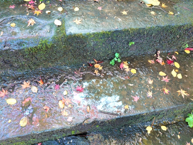 一戸建て購入後のトラブル！庭に水が溜まるときの原因や対策とは？の画像