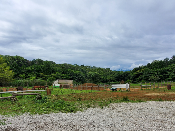 初！乗馬体験に行ってきました。の画像