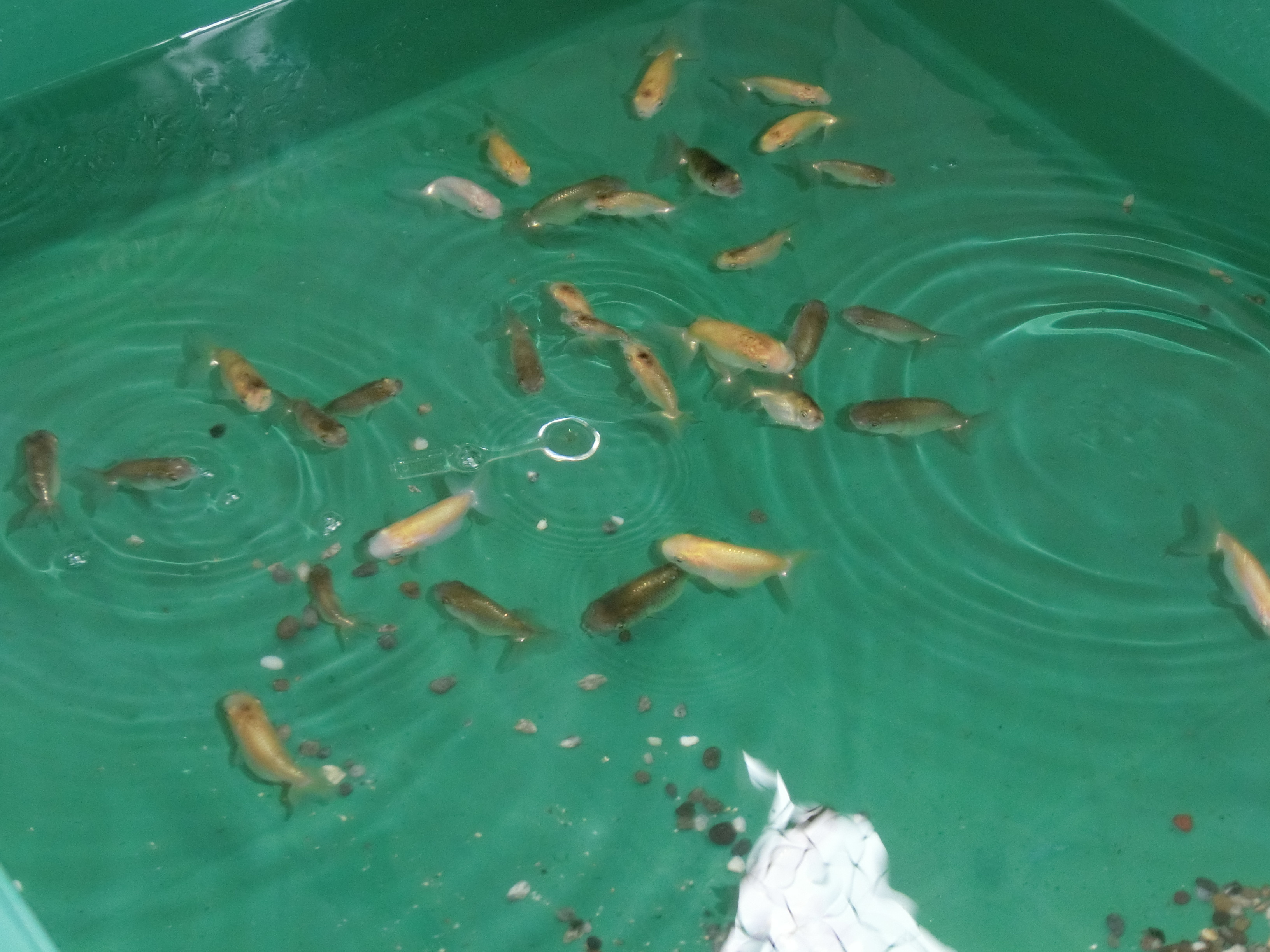 さじき社長の生物観察日記2の画像