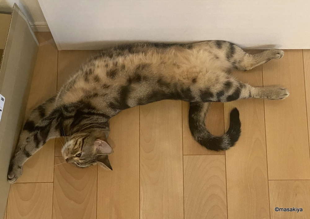1年半越しの懸案事項の画像