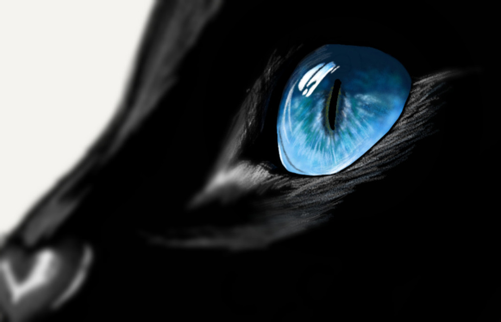 黒猫♪の画像