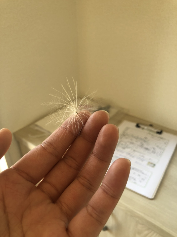 伝説の未確認生物の画像