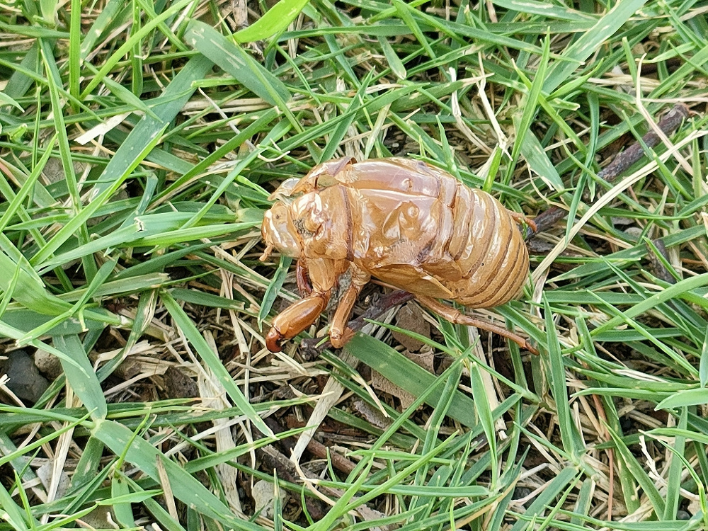 8月２日：セミの抜け殻の画像