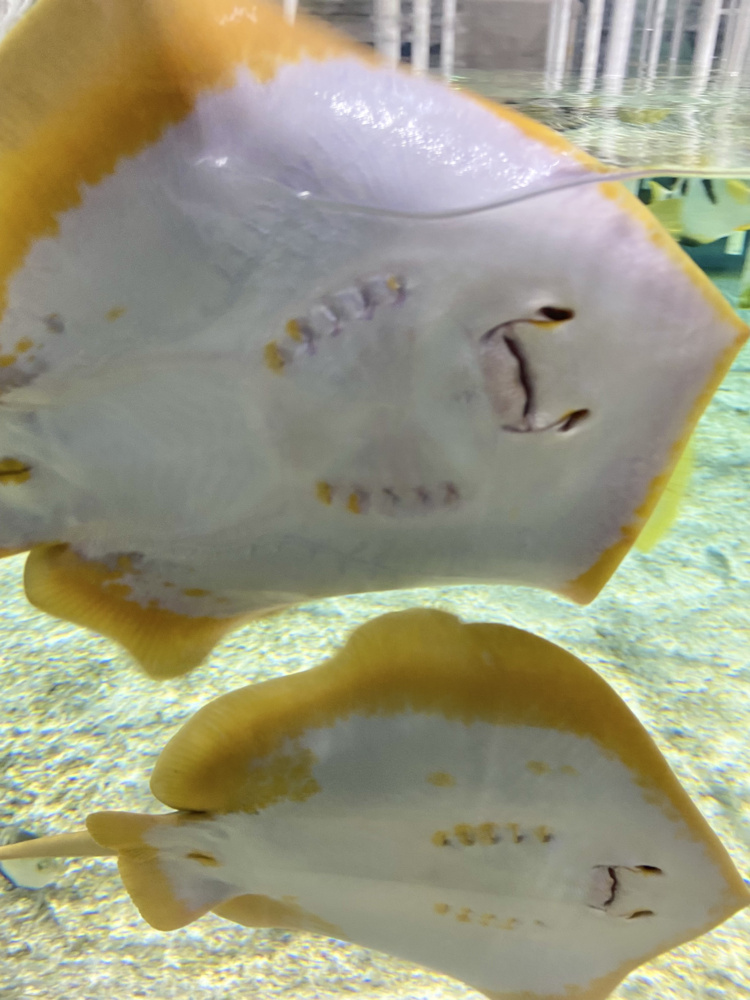 生きてるミュージアム「ニフレル」の画像