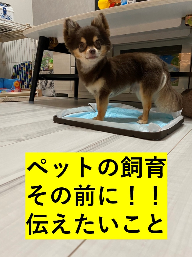 ペットを飼う前に知っておきたいこと～名古屋 My賃貸～の画像