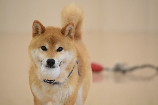 大阪府大阪市平野区のアフターケアも万全なPET＆LIFEをご紹介