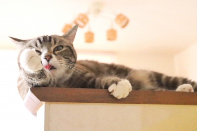 ペット共生型賃貸物件のメリットと設備について