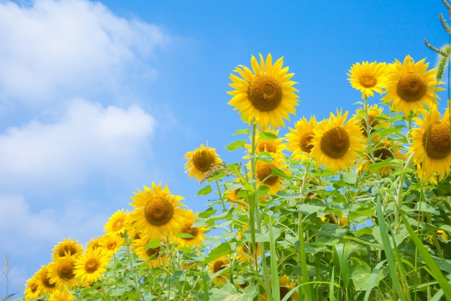 夏季休業期間のお知らせの画像