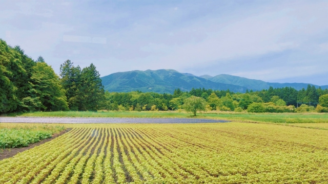 農地の売却が難しいのはなぜ？農地が売却しづらい理由と売却方法をご紹介の画像