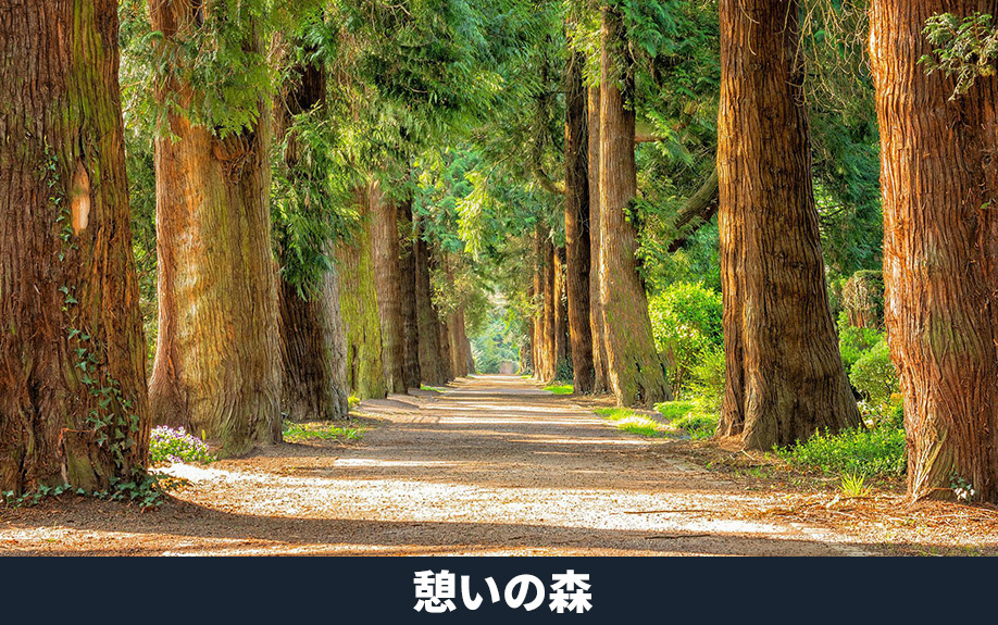 堺市南区にある原山公園の憩いの森とは？