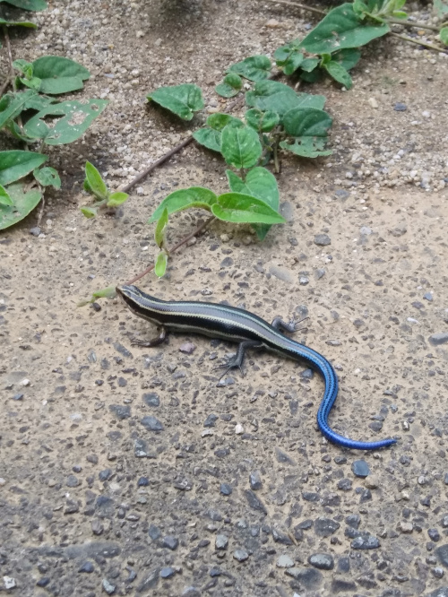 久しぶりの遭遇の画像
