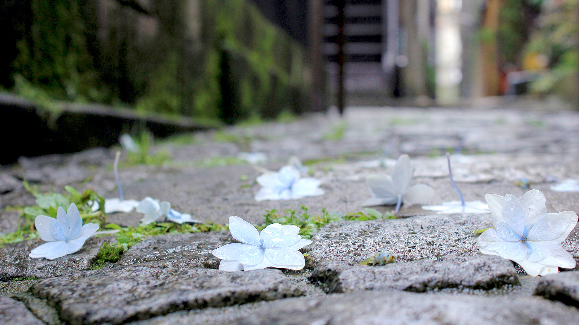 エリアガイド｜神楽坂の画像