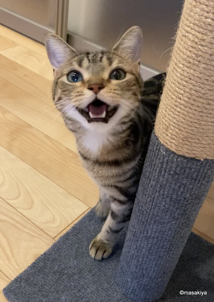 お昼ごはんの画像