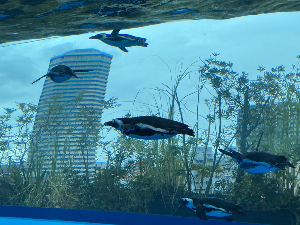 サンシャイン水族館の画像