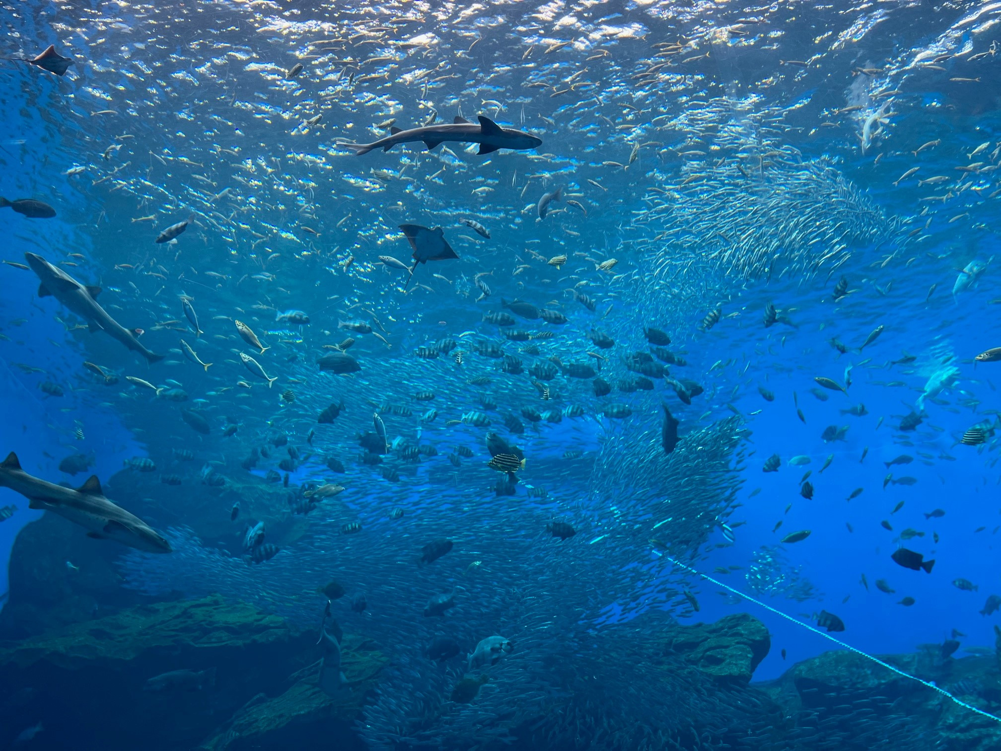 水族館へ!の画像