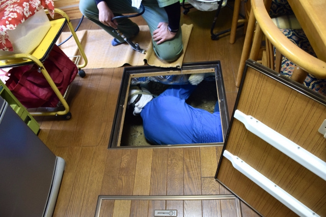 シロアリ被害を受けた家は売れるのか？売却方法や注意点を解説の画像