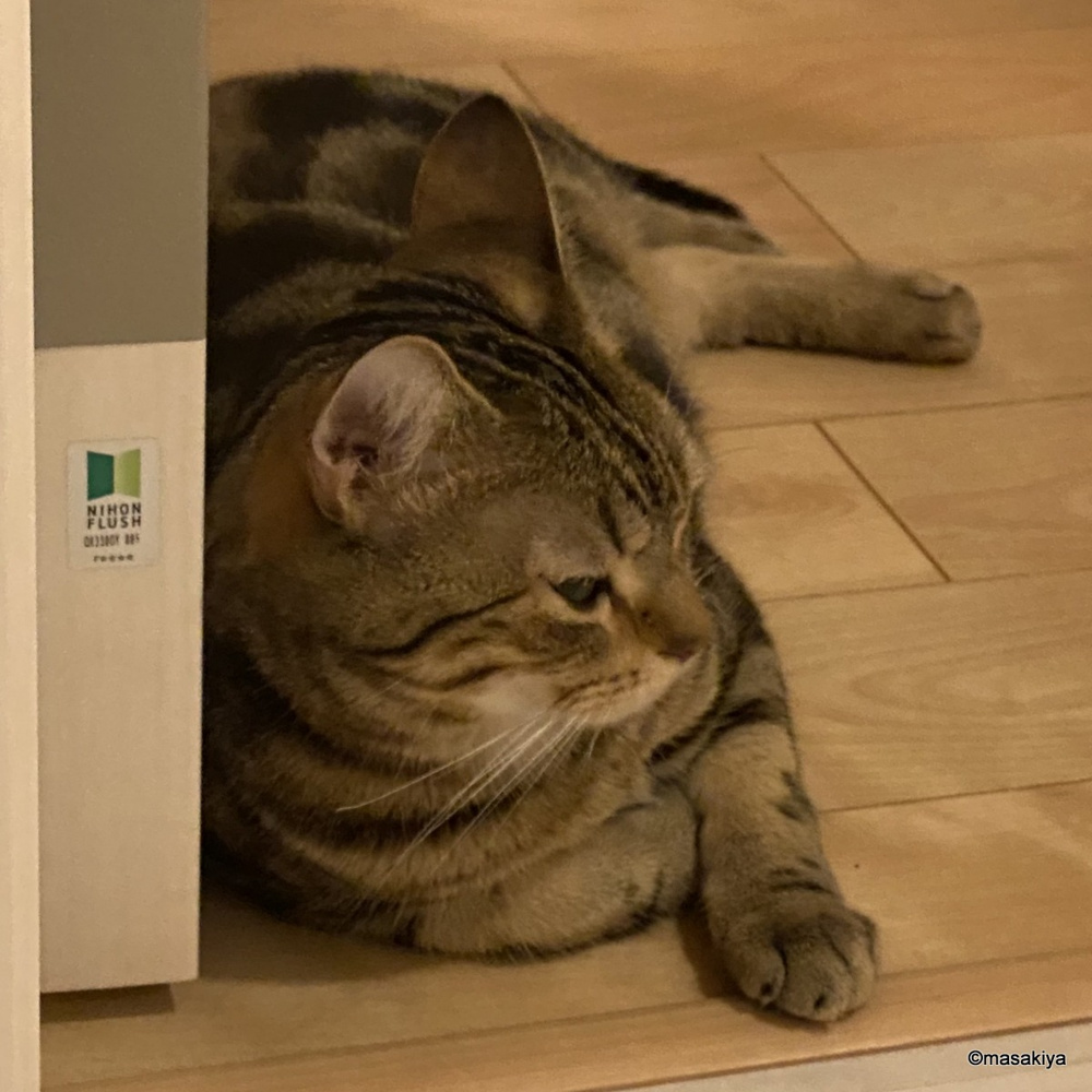 健気なネコの画像