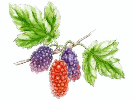 9月8日【桑の日】の画像