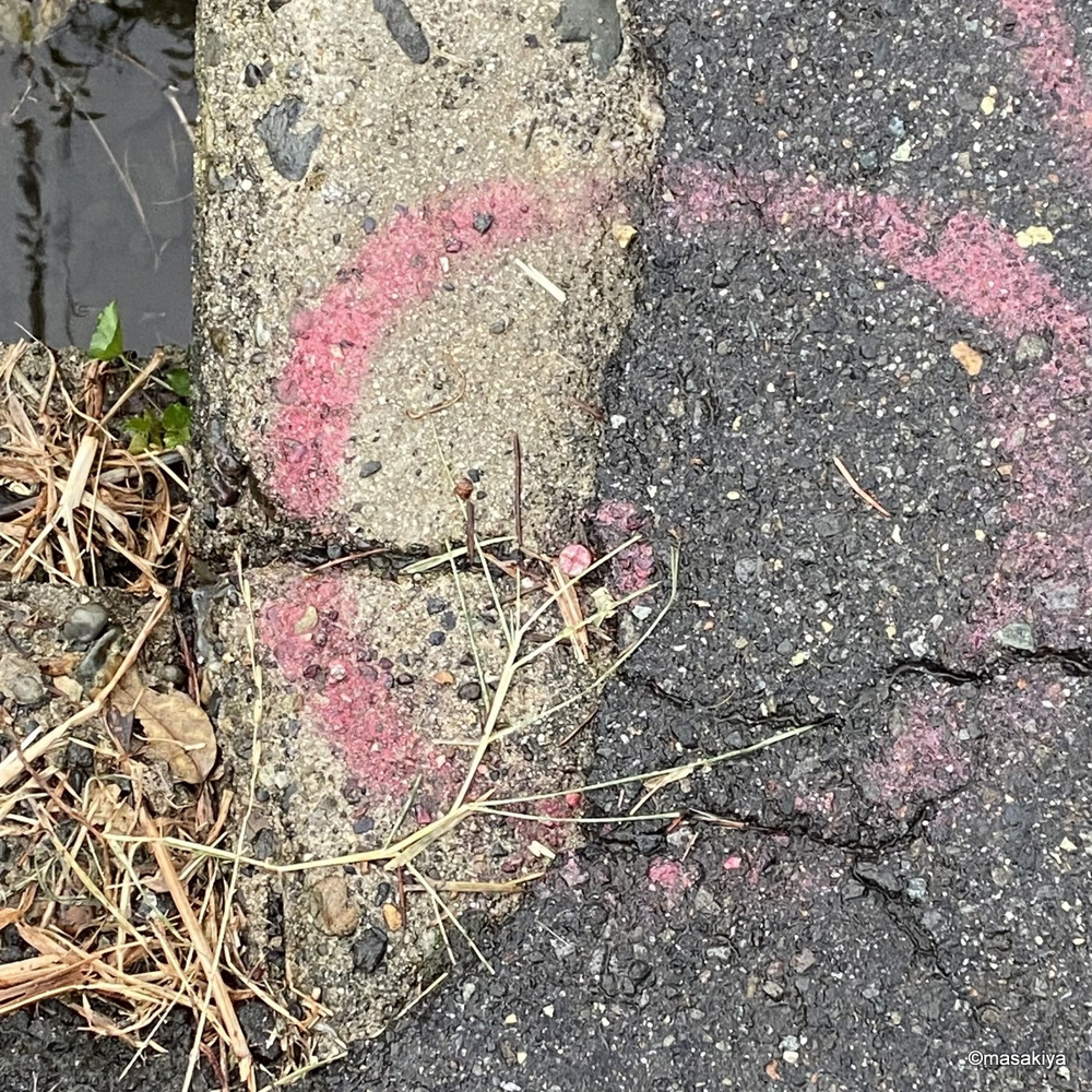 境界杭探しの画像