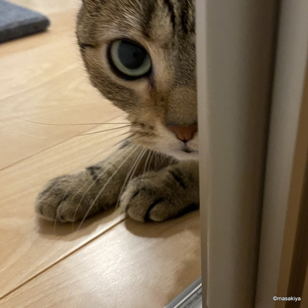 熱烈歓迎の画像