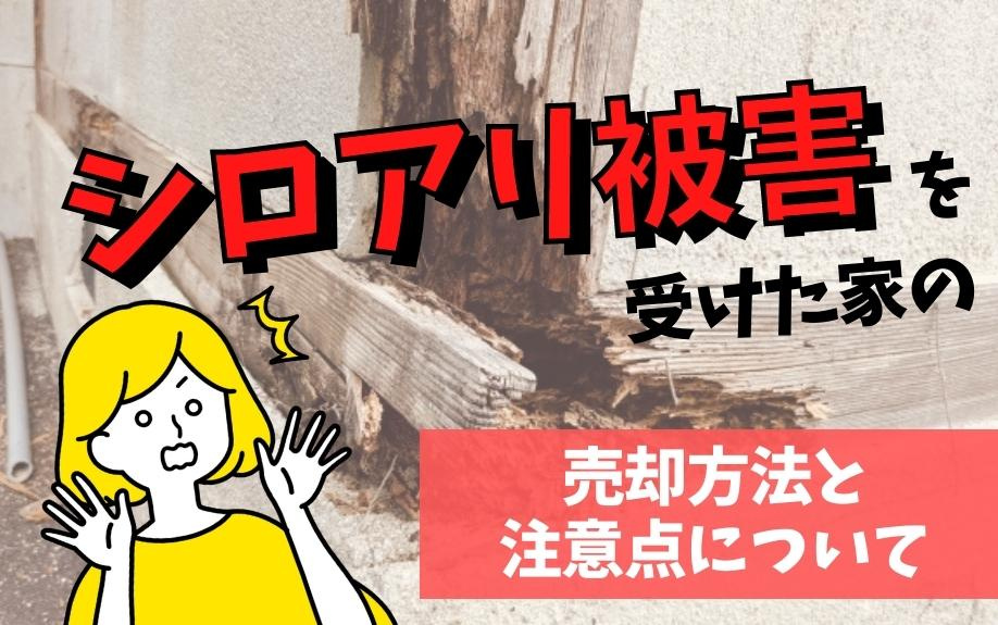 シロアリ被害を受けた家の売却方法と注意点についての画像
