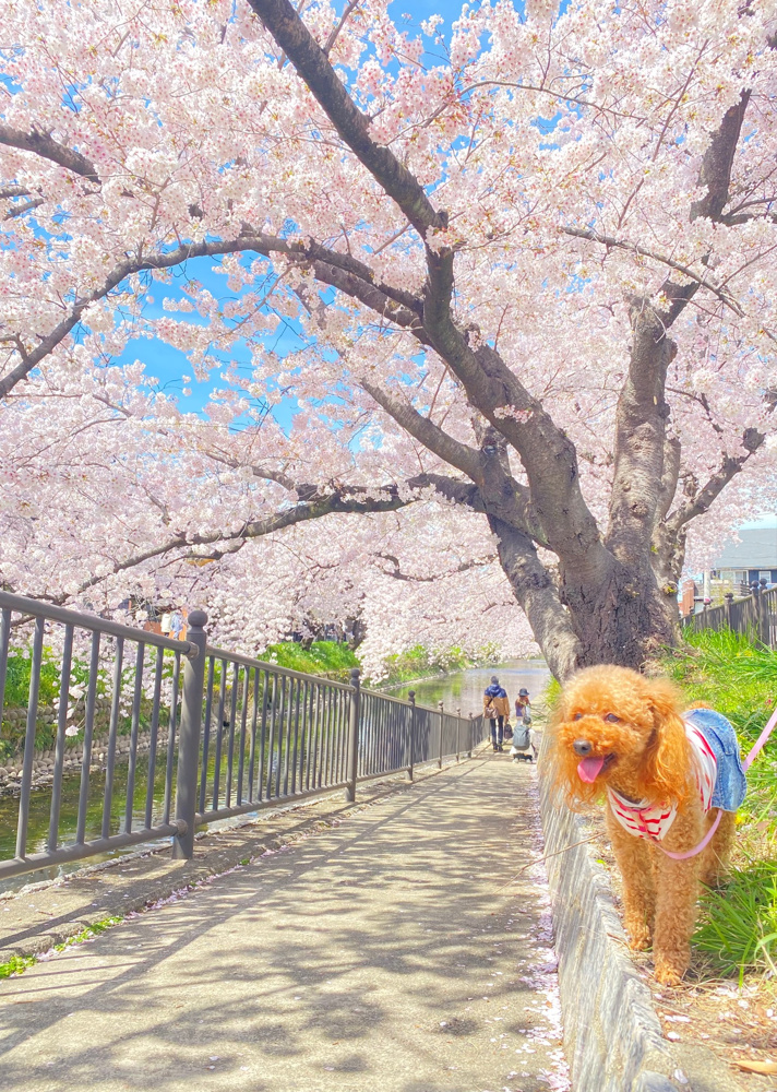 お部屋探し設備について(ペット飼育編)～名古屋Mｙ賃貸～の画像