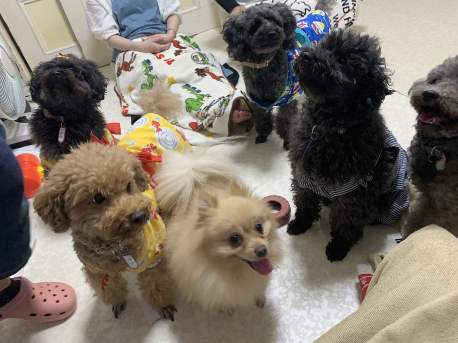 犬好き必見！の画像