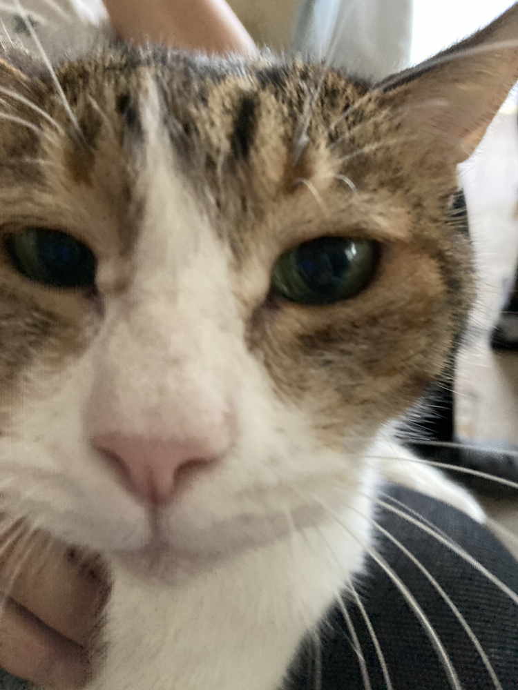 うちの猫の画像