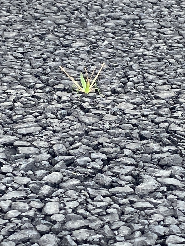 仮面ライダーとは違います。。。の画像
