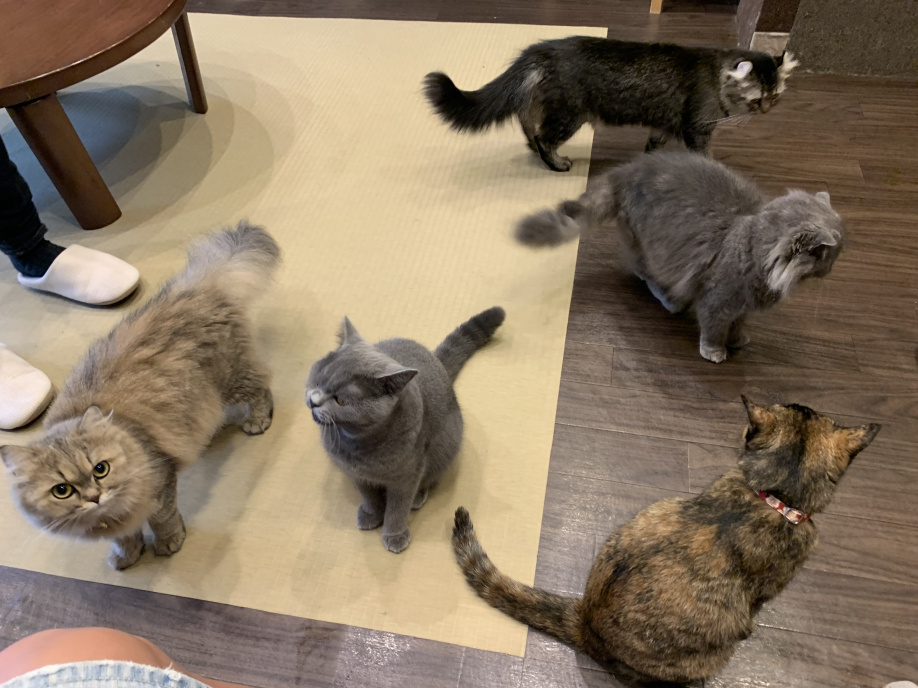 猫カフェ「猫喫茶 空陸家」 新小岩店の画像