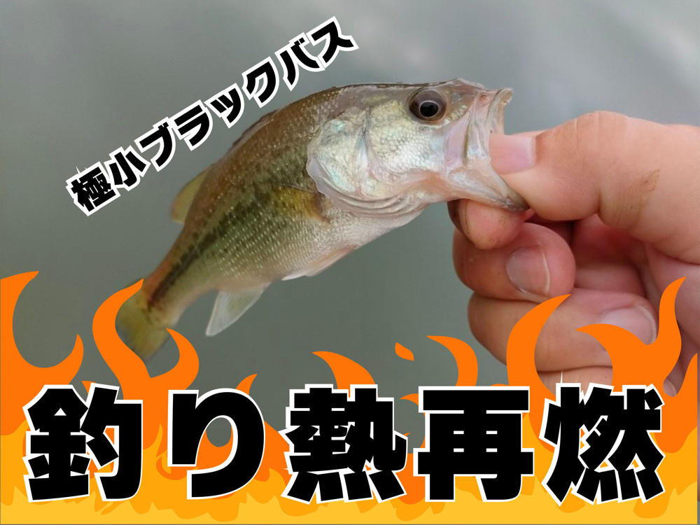 ９月１５日：釣り熱が再燃した日の画像