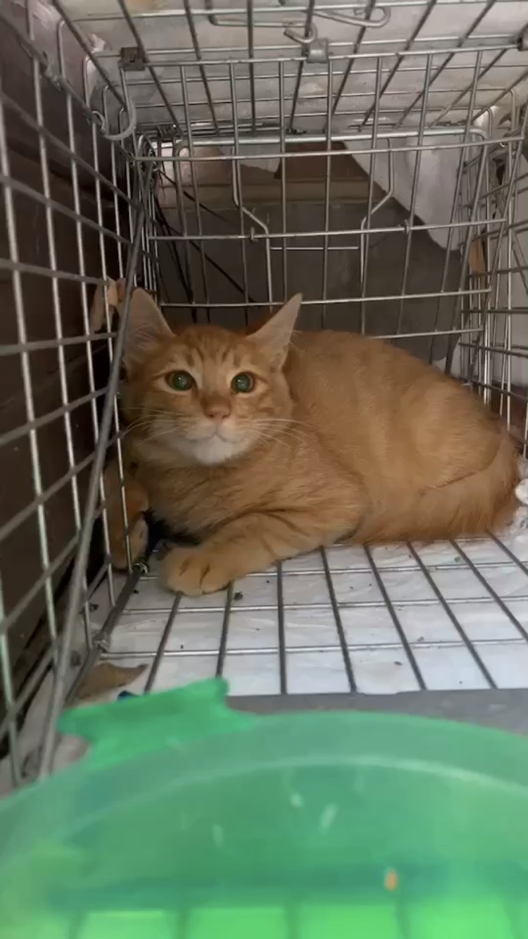 保護猫の里親募集！の画像