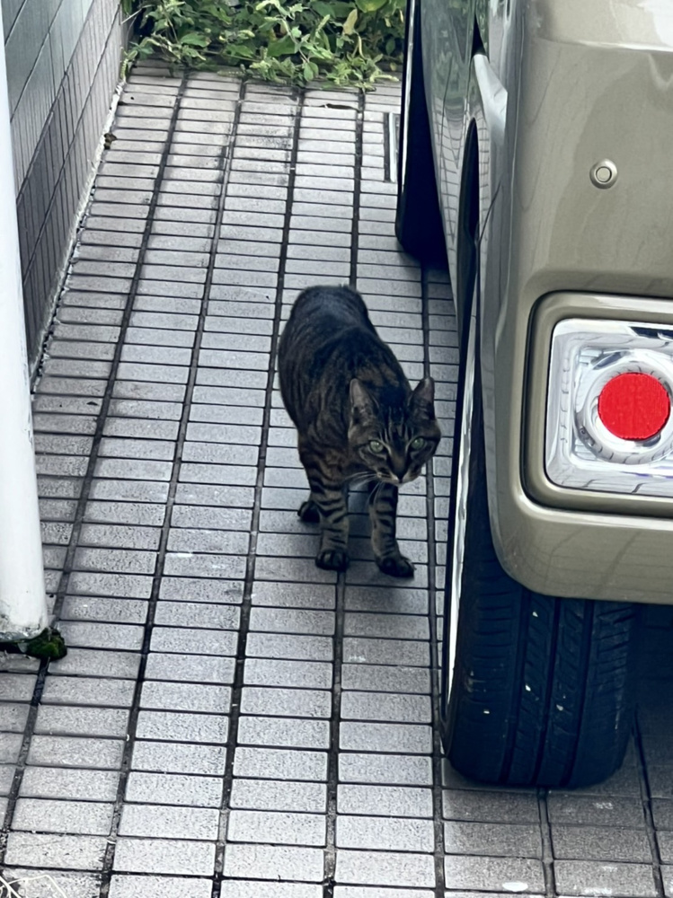 昨日に続き猫！の画像