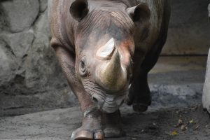 9月22日【世界サイの日】の画像