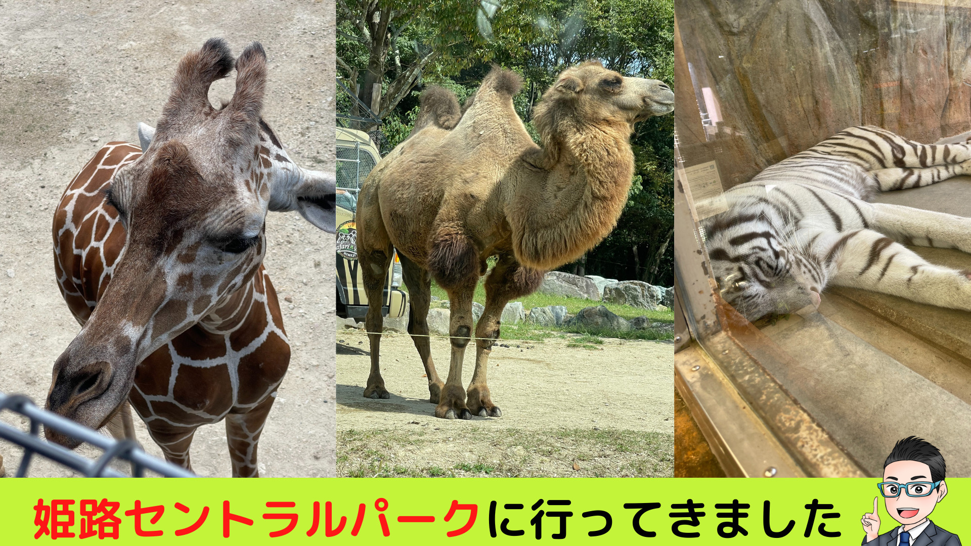 姫路セントラルパークに行ってきましたの画像